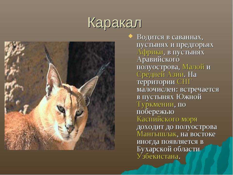 Каракет: все о породе кошек, фото
