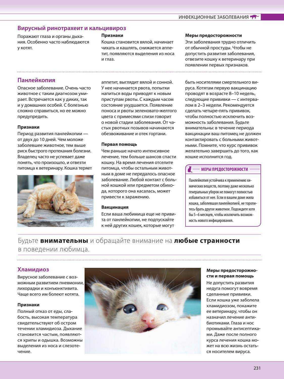 Геморрой у кошек: бывает ли у котов, симптомы, лечение | фото как выглядит