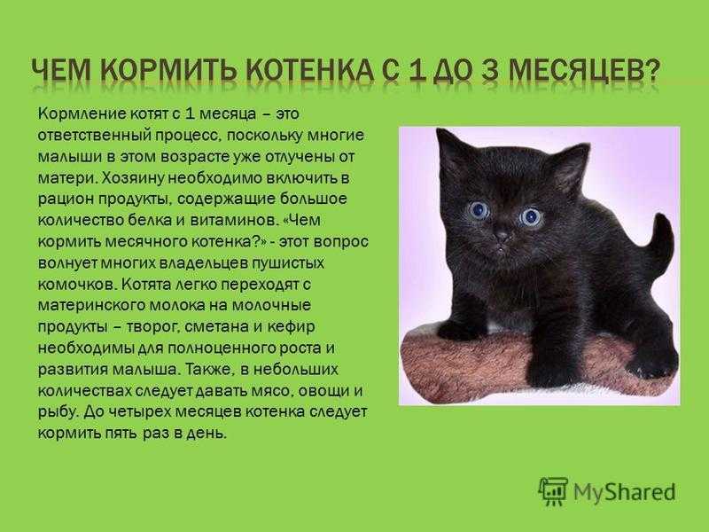 9 субпродуктов для кошек: инструкция по кормлению