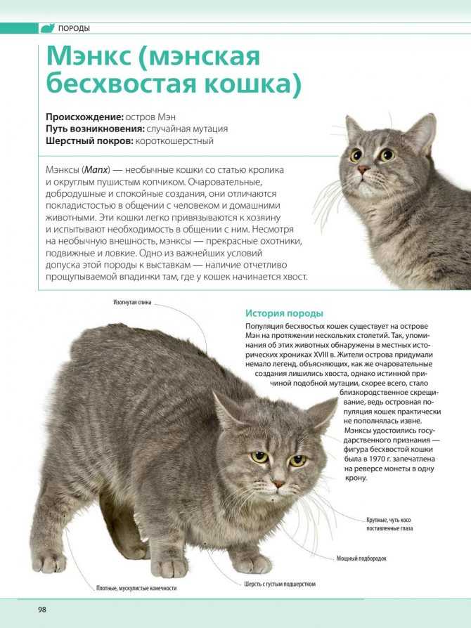 Бесхвостые породы кошек: мифы и реальность
