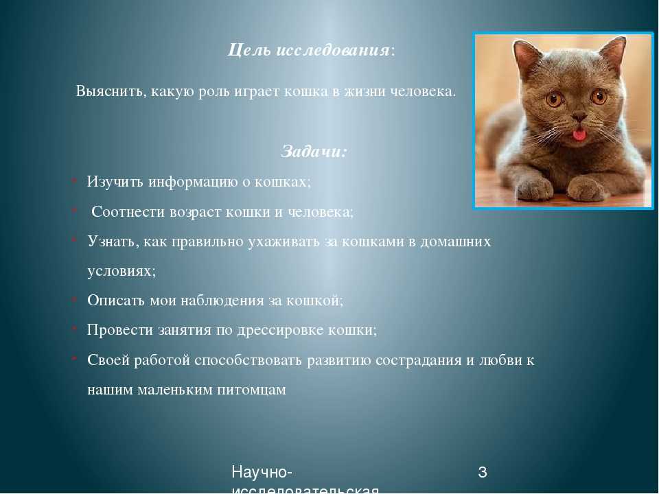 Кот исправно ходил в лоток, а потом принялся гадить, где попало. что делать хозяину?