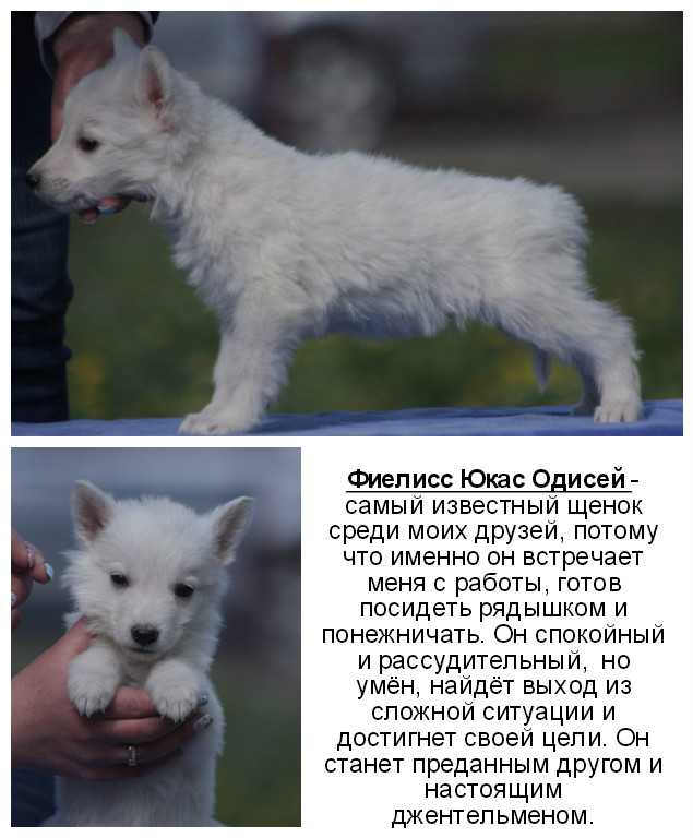 Белая швейцарская овчарка - характеристики, стандарты, уход