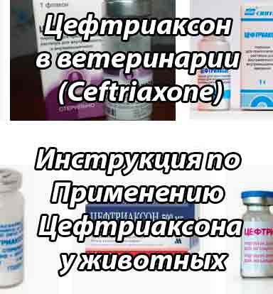 Антибиотики для кошек при инфекциях и гнойных ранах