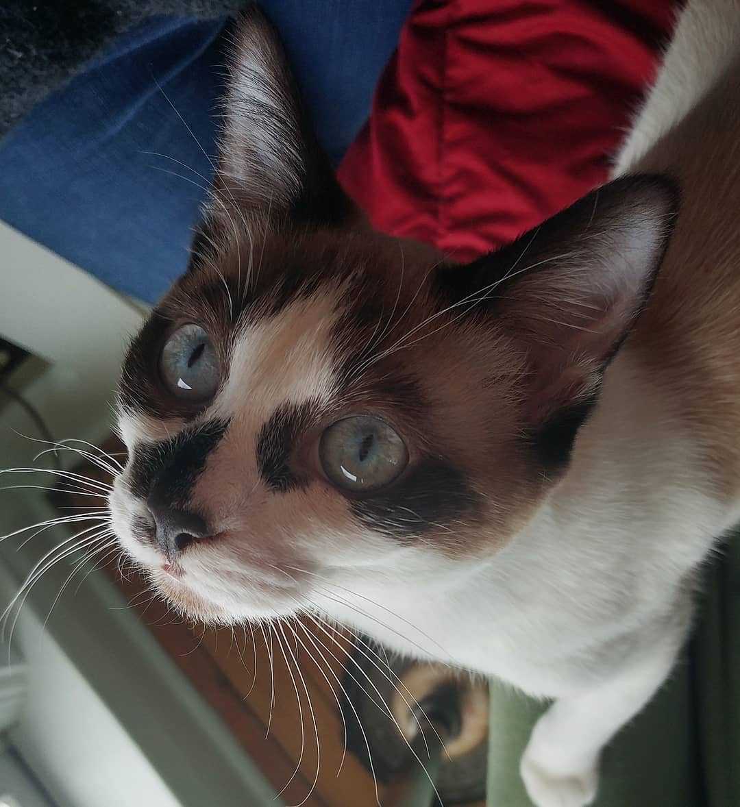 Сноу шу кошка