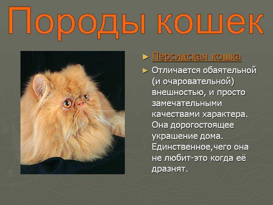 Характер персидской кошки: описание, уход, фото
