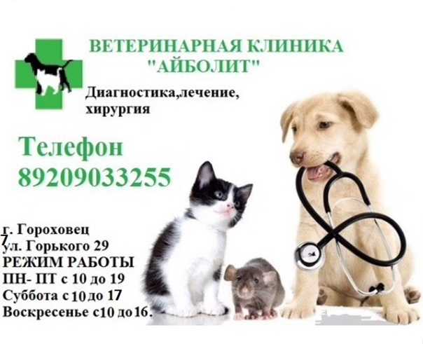 Когда у кошек меняются молочные зубы на постоянные