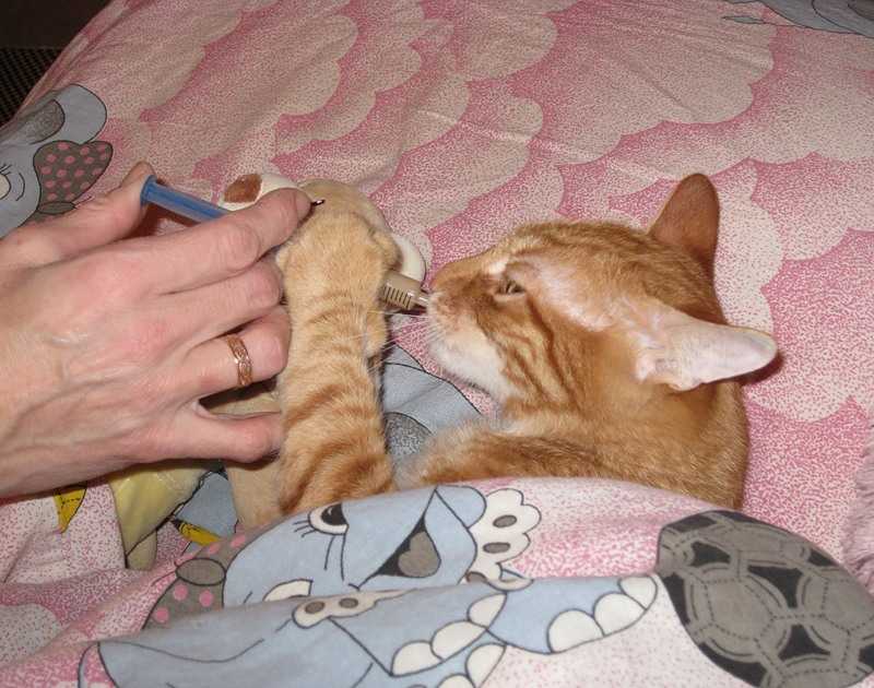 Кот не ест: не упустите момент