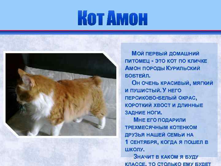 Японский бобтейл