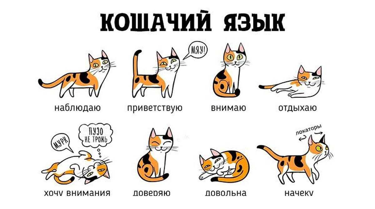 ᐉ как понять кошачий язык? - ➡ motildazoo.ru