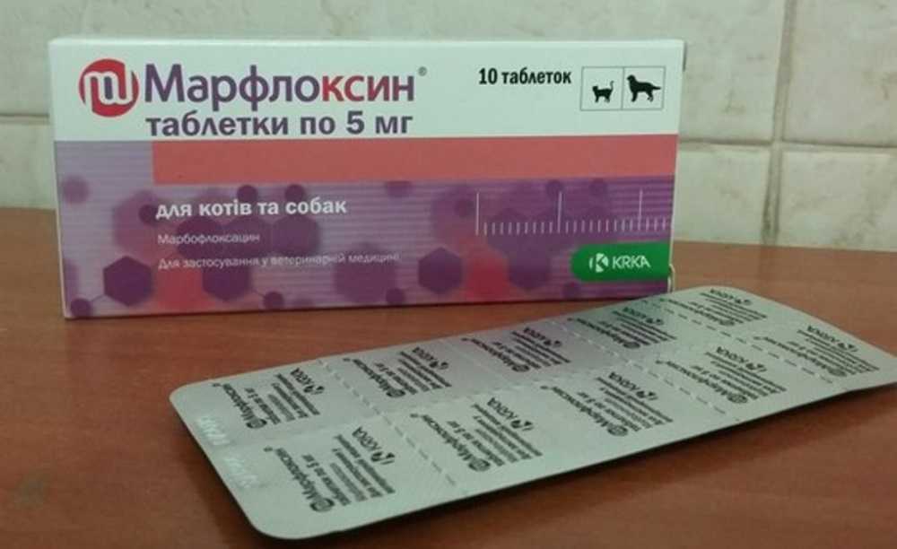 Антибиотики для кошек