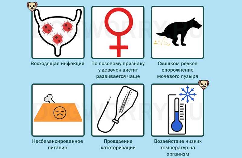 Уроцистит – заболевание мочеполовой системы у кошек | ваши питомцы