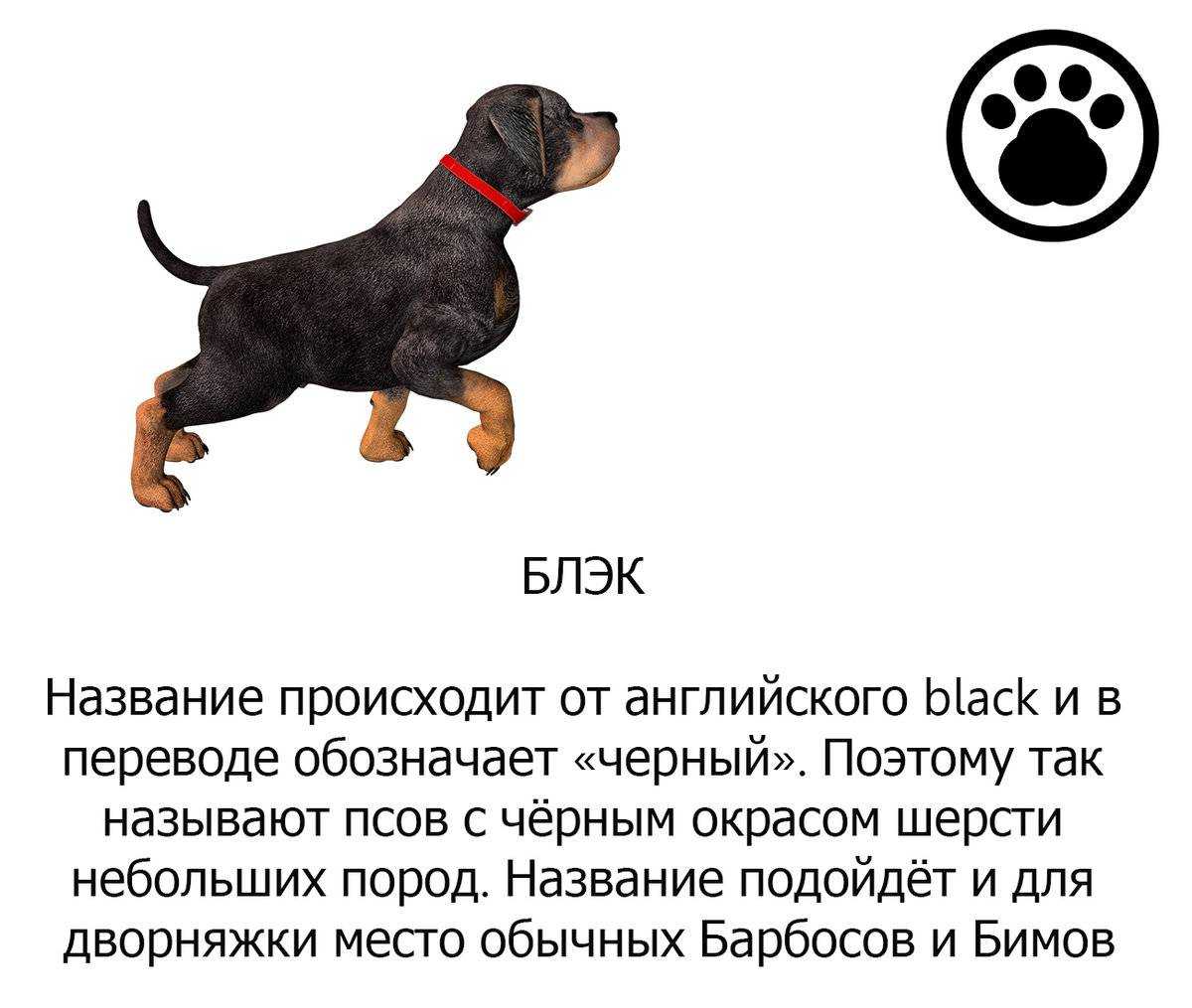 Как подобрать кличку для шпица