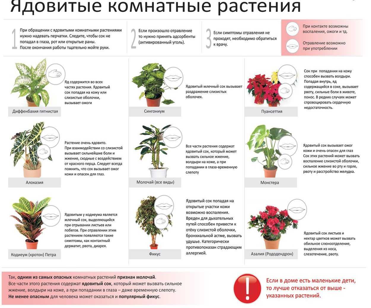 Самые опасные растения для  ваших домашних животных