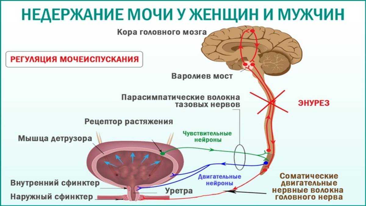 Недержание мочи у собак: что делать, причины, как лечить в домашних условиях, эффективные народные средства и лекарства