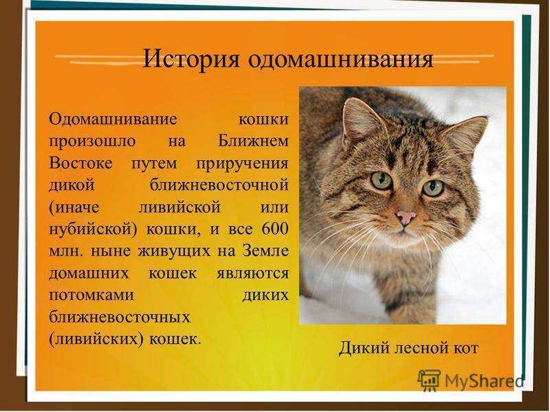 Кто впервые назвал кошку кошкой?