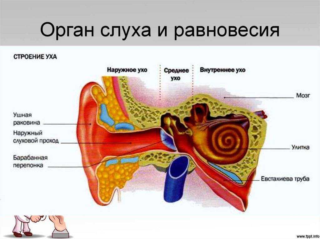 Почему у кошки горячие уши