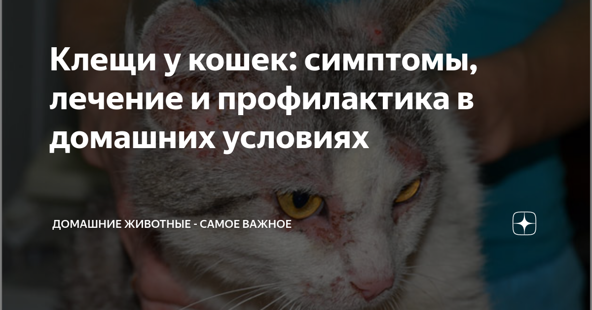 Клещи у кошек - виды, опасность, лечение