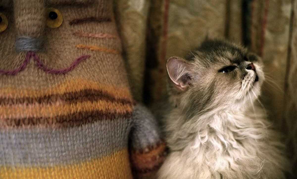 Коты дерутся и орут – что делать, как подружить кошек между собой в квартире?