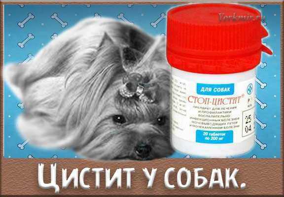 Воспаление мочевого пузыря у собак | звери дома