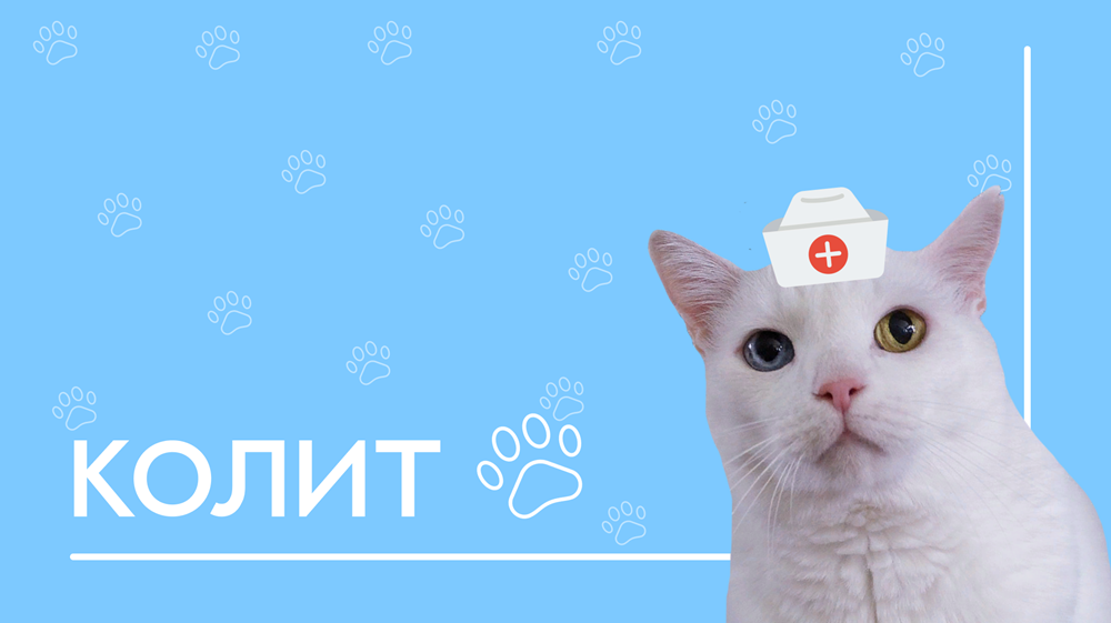 Колит у кошек: симптомы и лечение в домашних условиях _ | wwwcat.ru