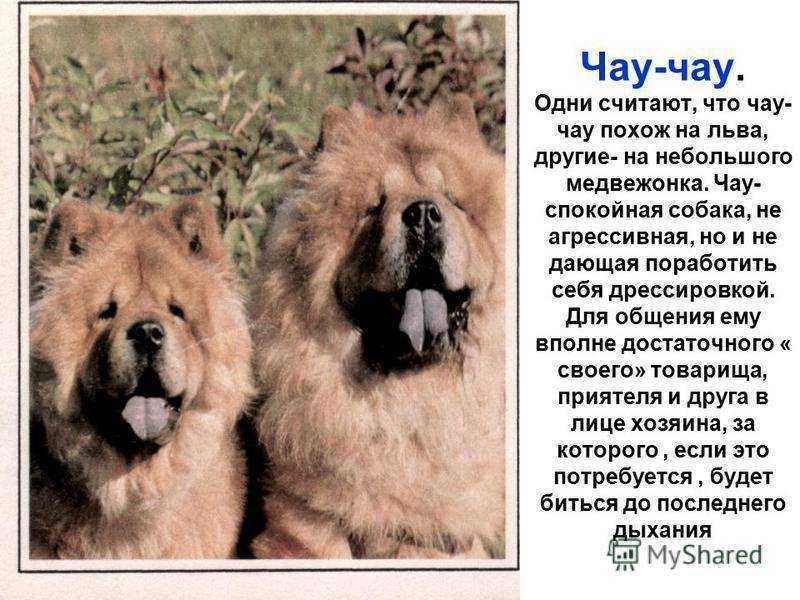 Чау-чау: фото, описание породы, характера, здоровья, ухода