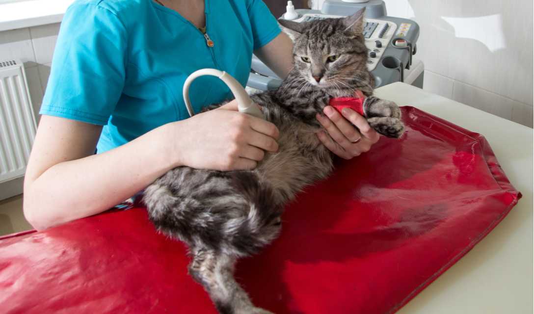 Воспаление кишечника у кошки: формы воспалений, симптомы, лечение, препараты, рацион кормления, профилактика_ | wwwcat.ru