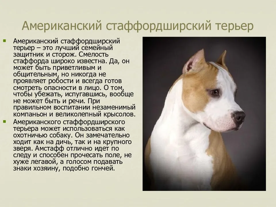 Американский стаффордширский терьер сильная активная и бесстрашная собака фото описание характер история происхождения породы правила ухода воспитания и питания