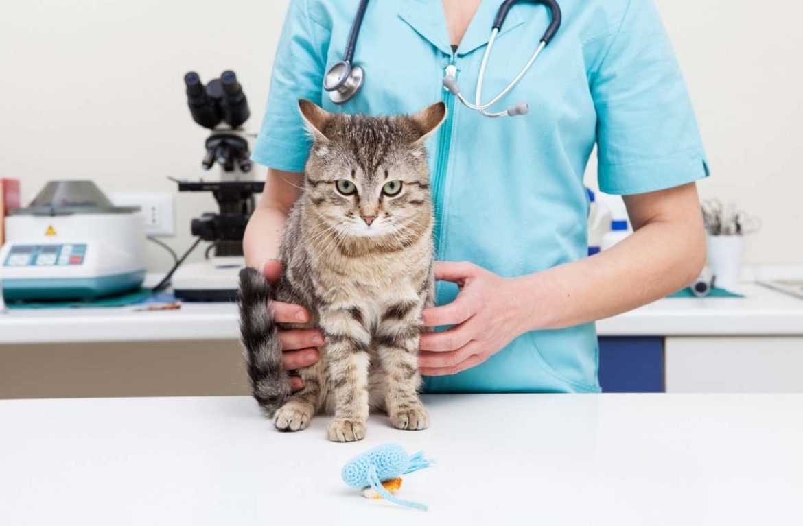 Панкреатит у кота: симптоматика острой и хронической формы, схема лечения