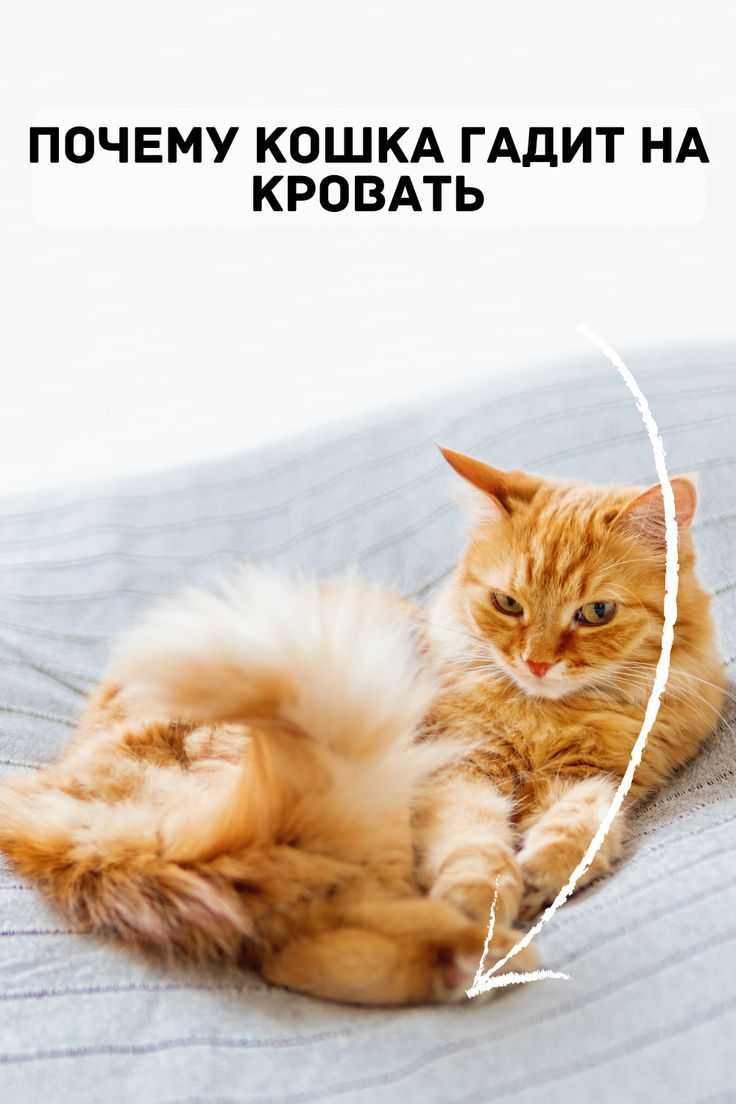 Как избавить обувь от запаха кошачьей мочи, эффективные средства