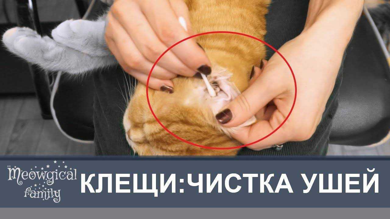 ᐉ как чистить уши кошке? - ➡ motildazoo.ru