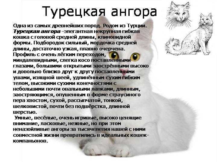 Ангорская кошка - характер и повадки, выращивание котят, содержание, кормление и уход в домашних условиях