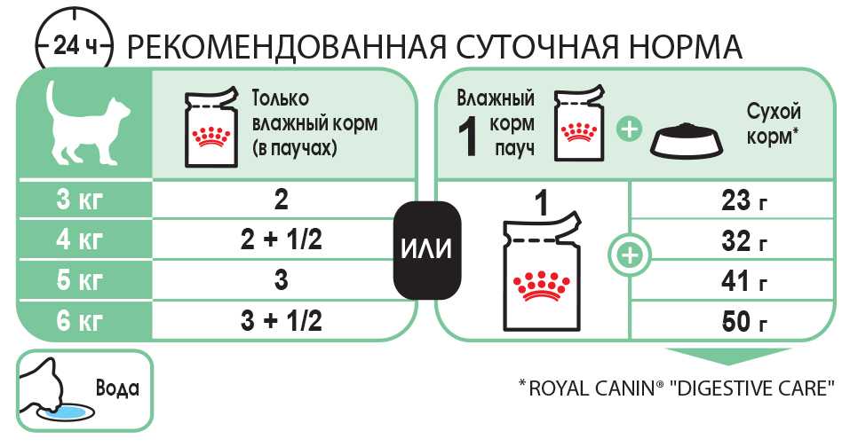 Как откормить кошку: эффективные способы, чем кормить, опасности неправильного откармливания