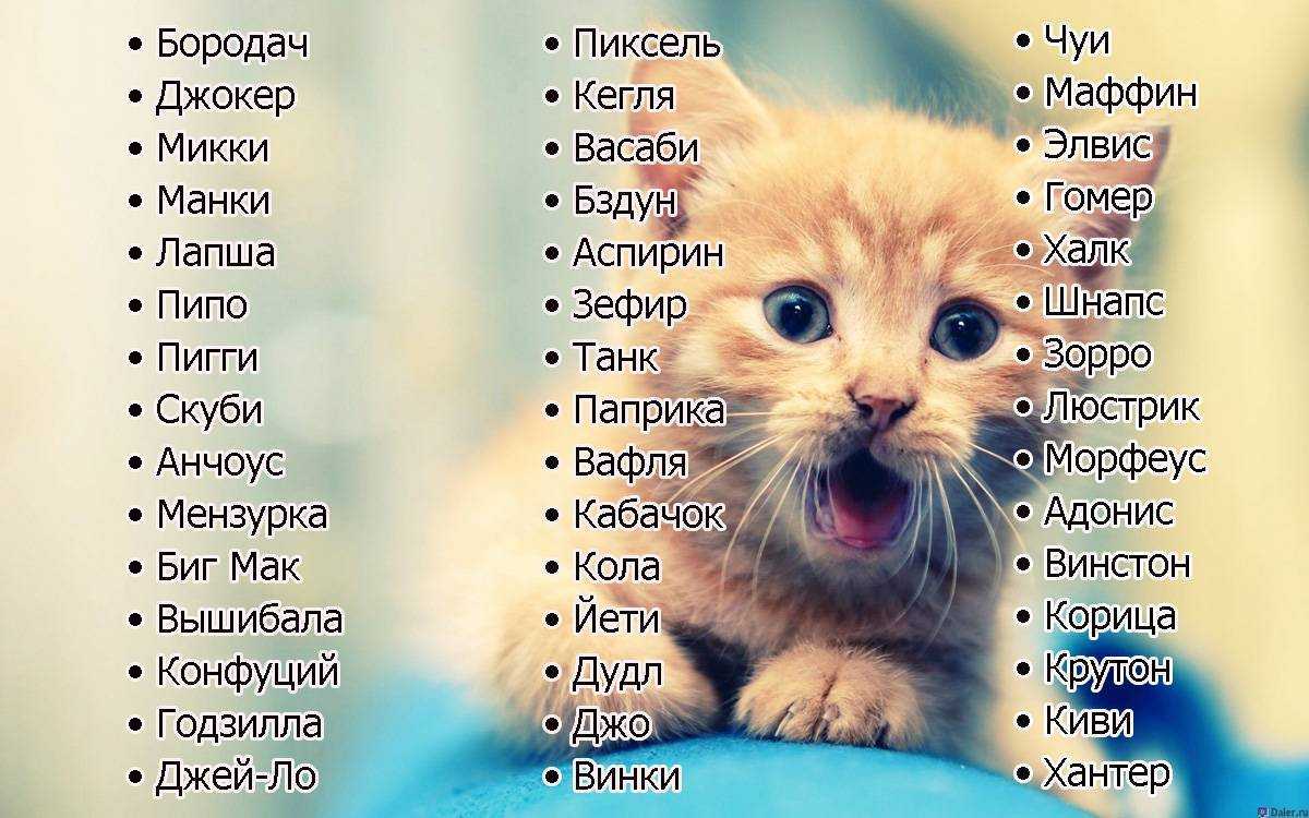 Редкие клички для кошек и котов