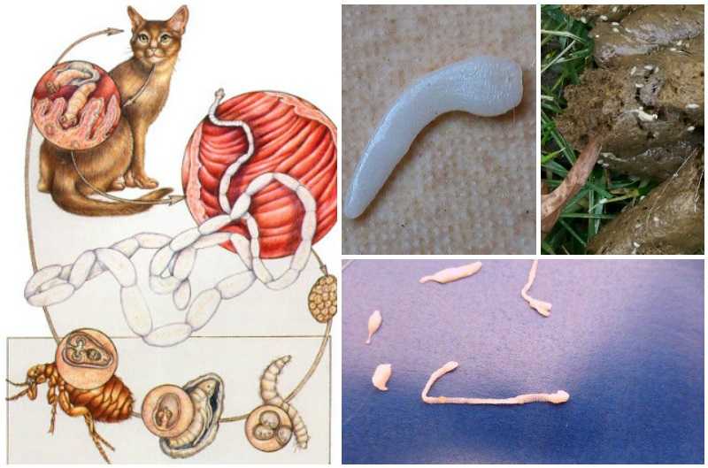 Глисты у кошки: симптомы, как узнать по признакам, лечение - zoosecrets