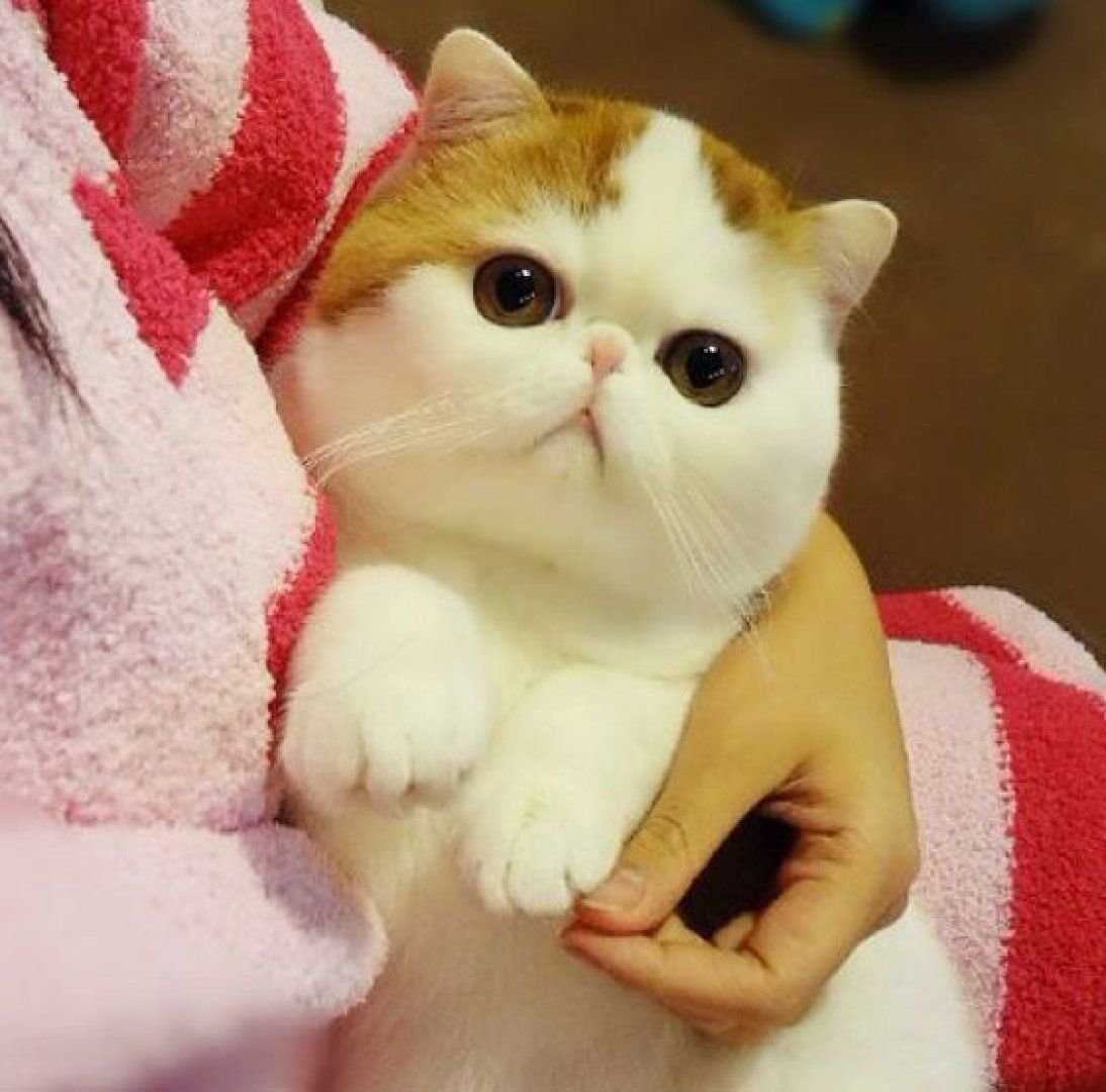 Породы кошек с большими глазами
