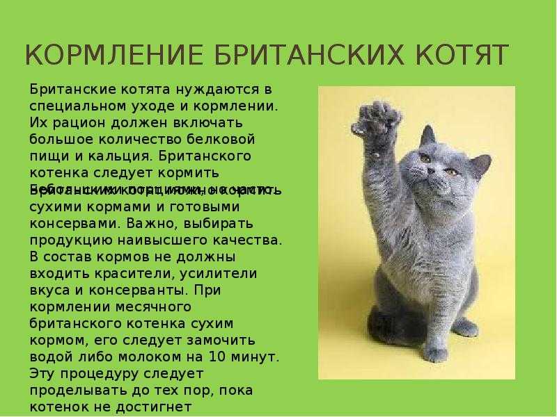 Лучшие корма для британских и шотландских кошек