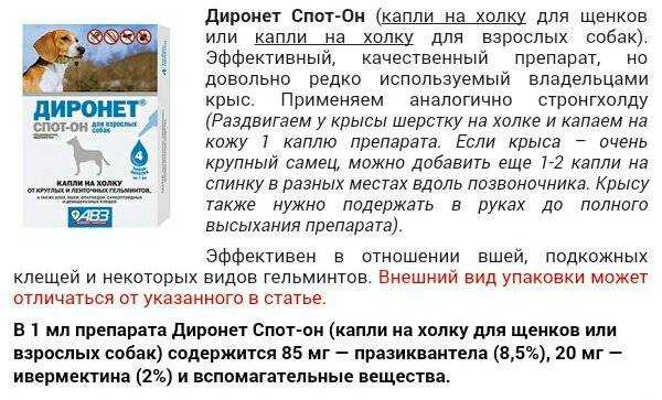 Дегельминтизация кошек: нюансы проведения, методы, последствия