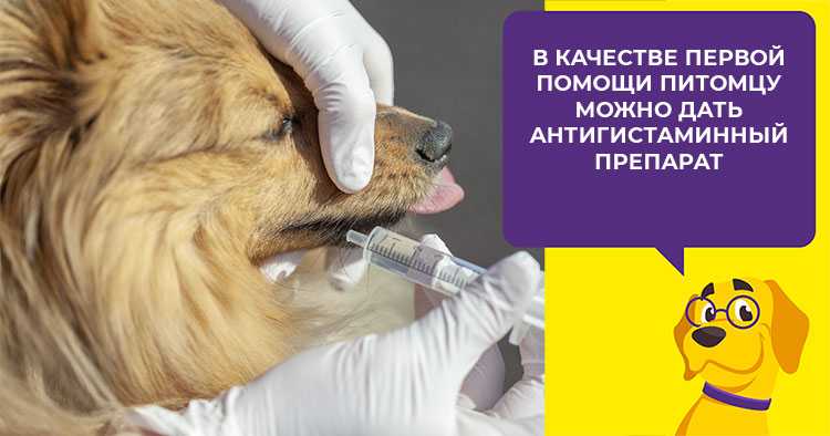 Отит у собаки (воспаление уха)