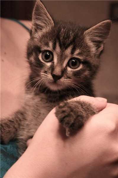 Кошки полосатые породы