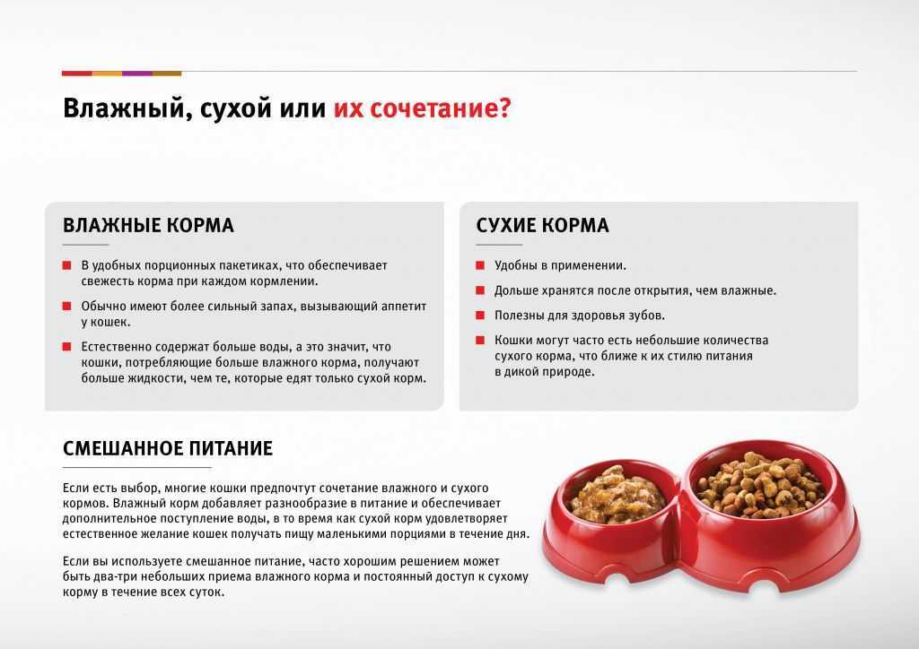 Нормы корма для кошек: сколько корма нужно кошке