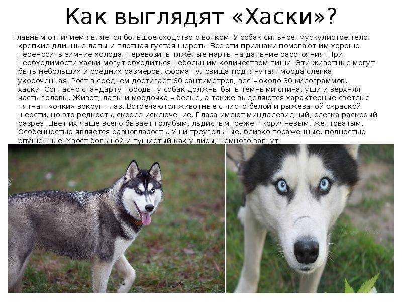 Описание и стандарт породы сибирских хаски - хаски клуб