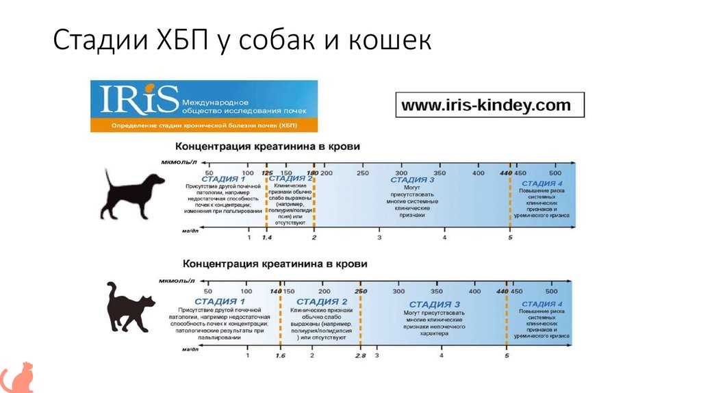 Лечение пиелонефрита у кошек