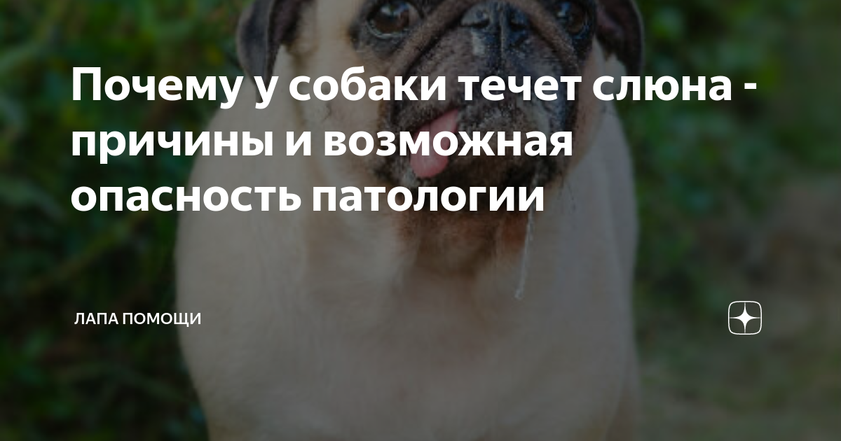 Слюнотечение у собак