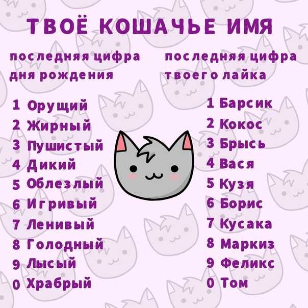 Большой список имен и кличек для сиамской породы, мальчиков и девочек