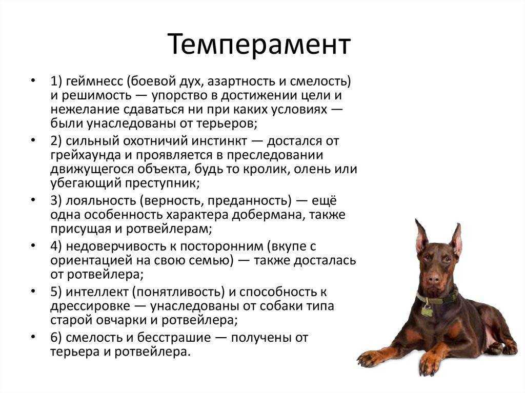 Всё о породе карликовый пинчер | блог ветклиники "беланта"
