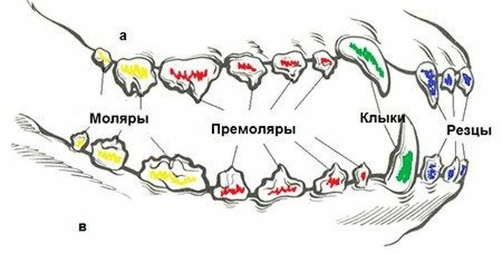 Как устроена челюсть собаки сколько в ней зубов и умеют ли питомцы жевать пищу как человек узнайте подробную информацию