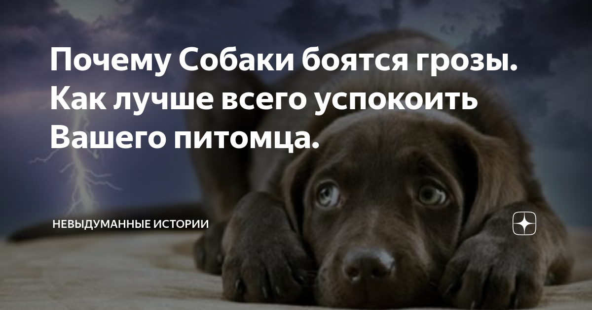 Как успокоить собаку во время грозы: 12 шагов