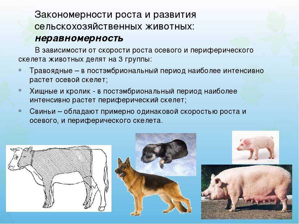 Возраст кошки по человеческим меркам – таблицы соответствия возраста человека и питомца