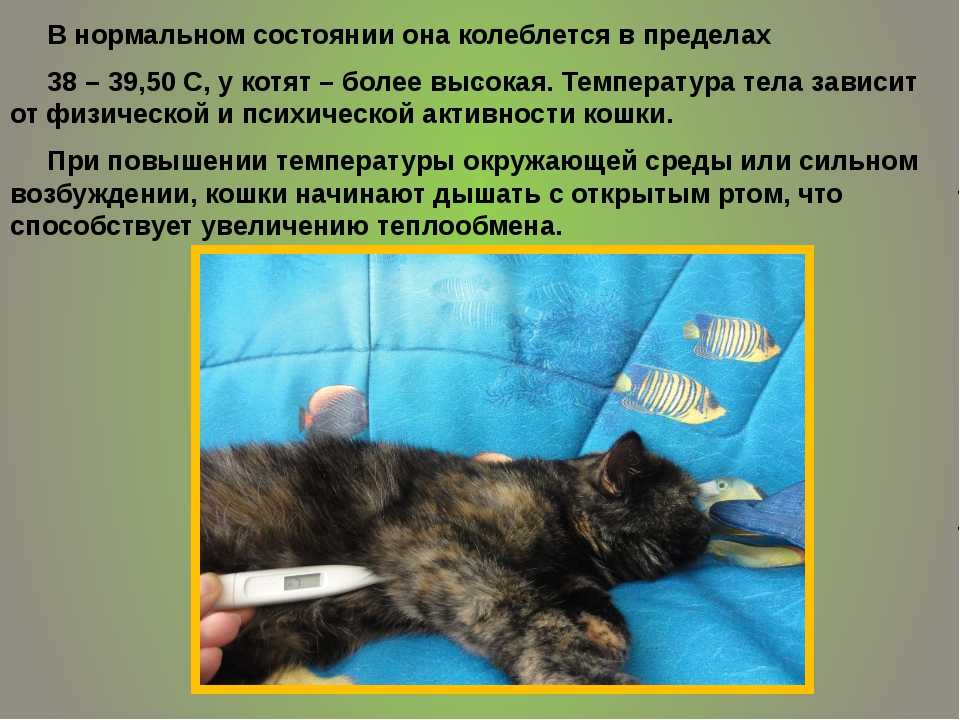 Температура у кошек: нормальные показатели и отклонения
