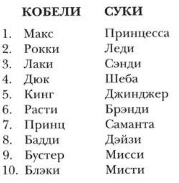 Клички для собаки девочки - как выбрать красивое имя?